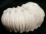 Liparoceras Ammonite - Very D #10699-2